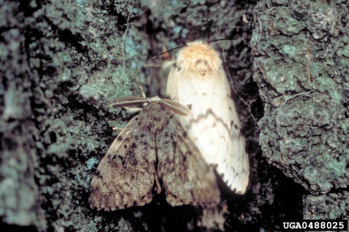 A male and female gypsy moth. (Photo: John H. Ghent / USDA Forest Service)