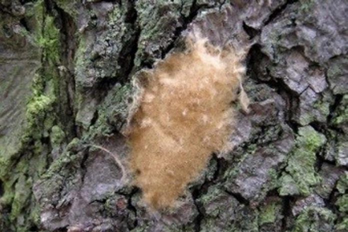 A gypsy moth egg mass attached to the trunk of a tree. The egg mass is covered with brown hairs from the female's abdomen. You should scrape off any egg masses you find and soak them in soapy water, as they are left to overwinter and hatch in the spring. (Photo: Milan Zubrik / Forest Research Institute – Slovakia)