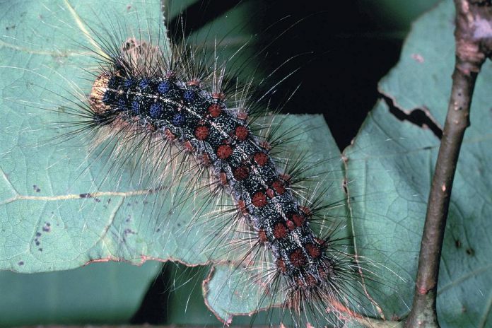 A gypsy moth caterpillar, with its two rows of distinctive blue and red dots. (Photo: J.E. Appleby / U.S. Fish and Wildlife Service)