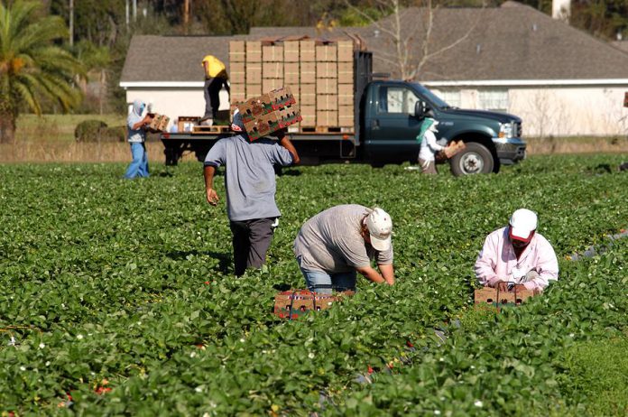 Migrant farm workers picking strawberries. (Stock photo)