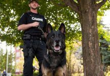 Police service dog Wolfe with his friend and partner police constable Tim Fish. Wolfe, who retired from the force in 2018, has passed away. (Photo: Peterborough Police Service / Facebook)