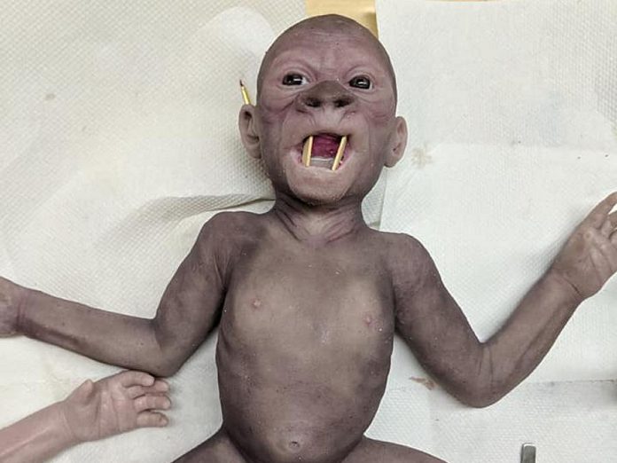 A nearly completed newborn gorilla. Omemee makeup FX artist Rhonda Causton painstakingly inserts individual hairs into the doll, which weighs the same as a real newborn ape. The completed creation costs $1,800 US. (Photo: Mandy Rose)