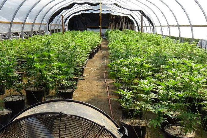 Some of the 3,444 cannabis plants at an illegal cannabis grow op in Cramahe Township in eastern Northumberland County. On August 6, 2020, police arrested and charged three people with violations under the federal Cannabis Act. (Photo: OPP)