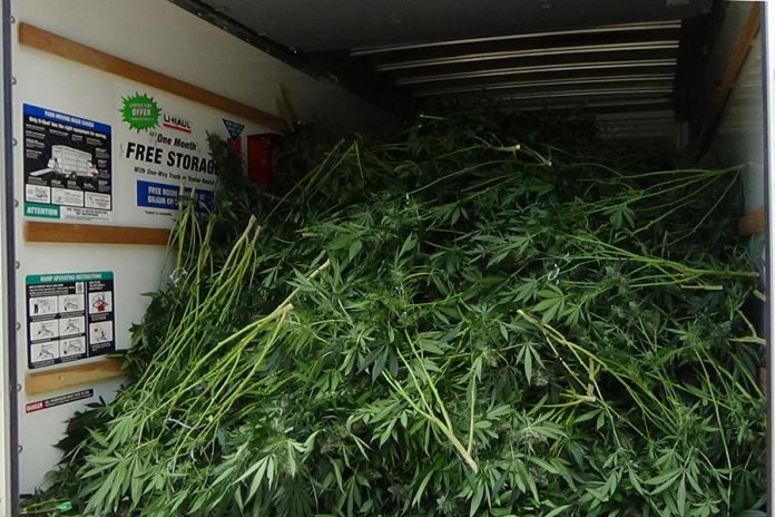 Police estimate the street value at $3.9 million of the cannabis plants and processed products they seized on August 6, 2020 at an illegal cannabis grow op in Cramahe Township in eastern Northumberland County.  (Photo: OPP)
