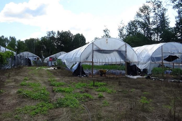 On August 6, 2020, police executed two search warrants under the federal Cannabis Act at two adjoining rural properties near Colborne in Cramahe Township in eastern Northumberland County.  (Photo: OPP)