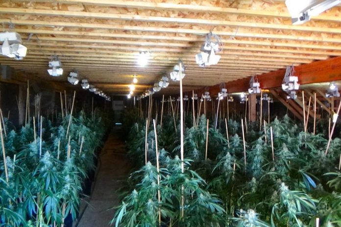 The illegal cannabis grow op was located inside and outside at two adjoining rural properties near Colborne in Cramahe Township in eastern Northumberland County. On August 6, 2020, police seized 3,444 cannabis plants along with 72 pounds of street-ready product and charged two Cramahe Township residents and one Scarborough resident.  (Photo: OPP)