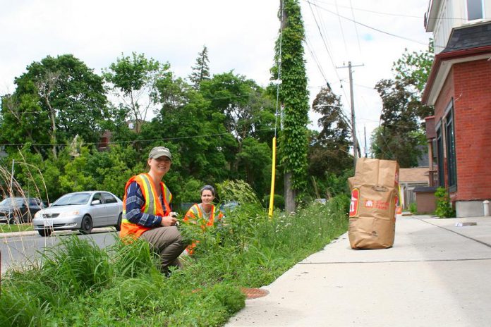 GreenUP staff help to maintain a boulevard rain garden in Peterborough. Surprisingly, many of the solutions to drought are also solutions for flood conditions. For example, a rain garden of drought-tolerant plants can survive periods of little rain, and it can also help absorb heavy rain, preventing water run-off from overwhelming the sewer infrastructure. (Photo courtesy of GreenUP)