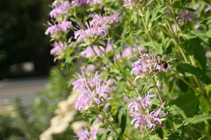 Wild bergamot is an excellent low-maintenance perennial that's perfect for lazy landscaping. They can withstand droughts, are pleasant to look at, and even provide an important food source to pollinators. (Photo: GreenUP)