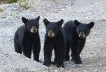 This photo of a triplet of black bears by Cliff Homewood was our top post on Instagram in July 2020. (Photo: Cliff Homewood @kerrybrook / Instagram)