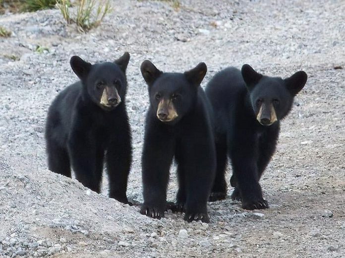 This photo of a triplet of black bears by Cliff Homewood was our top post on Instagram in July 2020. (Photo: Cliff Homewood @kerrybrook / Instagram)