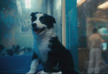 How much is that doggie in the window? Nebula, one of the puppies from Karolina's Border Collies in Ennismore, in a scene from the second season two of Netflix's hit show "The Umbrella Academy". (Photo: Netflix)