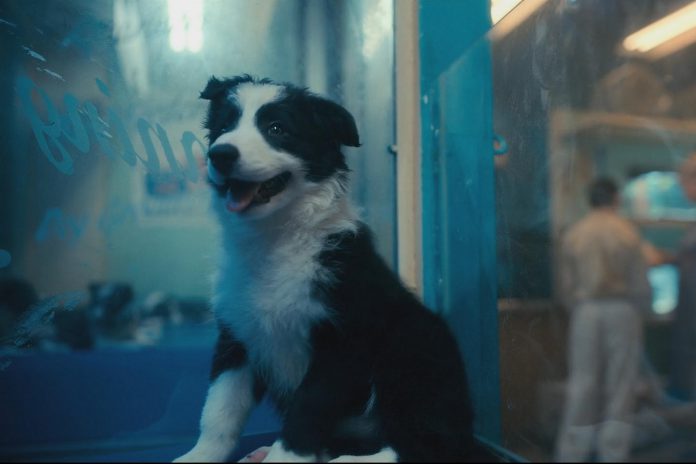 How much is that doggie in the window? Nebula, one of the puppies from Karolina's Border Collies in Ennismore, in a scene from the second season two of Netflix's hit show "The Umbrella Academy". (Photo: Netflix)