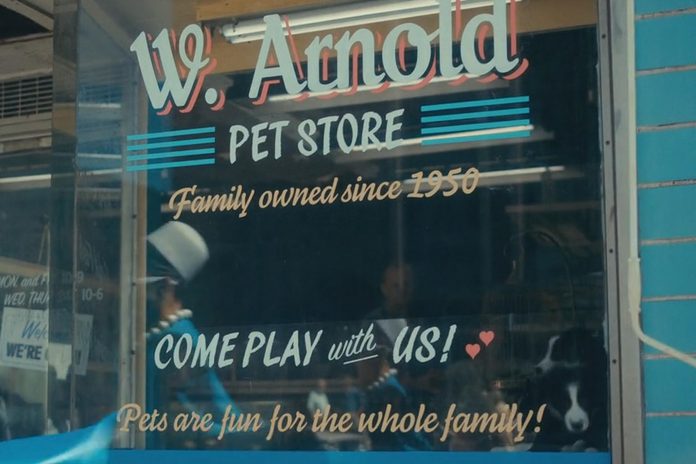 A close-up of two of the puppies from Karolina's Border Collies in Ennismore in the pet store scene in "The Swedish Job", the third episode of the second season. The scenes were shot on July 19, 2019 when The Umbrella Academy was being filmed in Toronto and Hamilton. (Photo: Netflix)