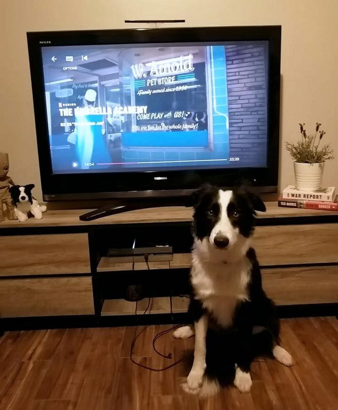 Nebula, from Karolina's Border Collies in Ennismore and now belonging to Michelle Bertrand-Porter of Peterborough, poses in front of The Umbrella Academy episode in which she appears as a puppy. Nebula is now over a year old. (Photo courtesy of Michelle Bertrand-Porter)