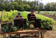 Edwin Binney's Community Garden in Lindsay, an initiative of United Way for the City of Kawartha Lakes, Fleming College, and Crayola Canada, has already harvested and donated 5,944 pounds of produce in 2020 to 10 local food banks and 11 non-profit organizations. (Photo courtesy of United Way CKL)