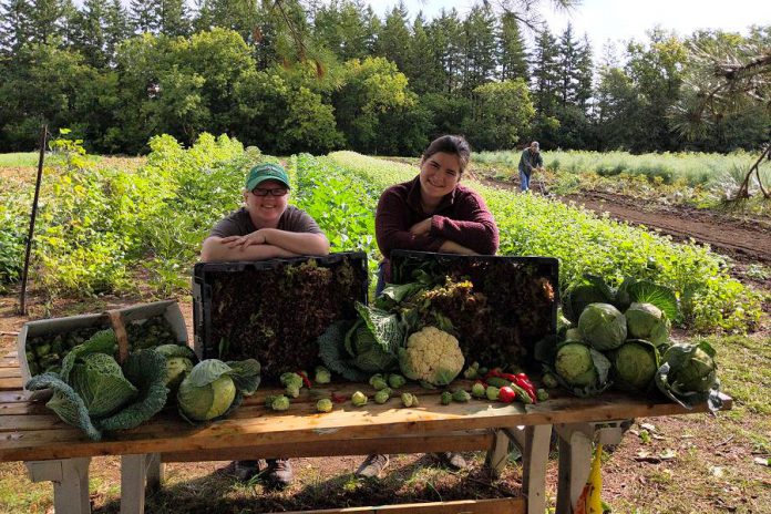 Edwin Binney's Community Garden in Lindsay, an initiative of United Way for the City of Kawartha Lakes, Fleming College, and Crayola Canada, has already harvested and donated 5,944 pounds of produce in 2020 to 10 local food banks and 11 non-profit organizations. (Photo courtesy of United Way CKL)