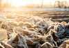 Frost in a farmer's field. (Stock photo)