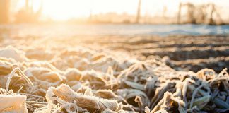 Frost in a farmer's field. (Stock photo)