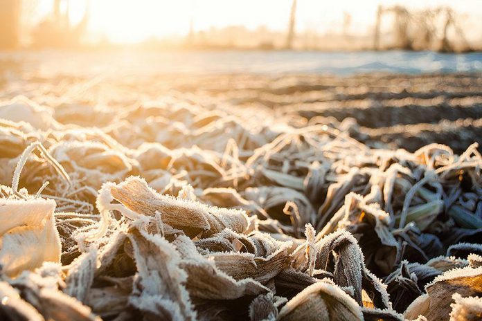 Frost in a farmer's field. (Stock photo)