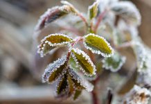 Frost on the leaves of a plant. (Stock photo)