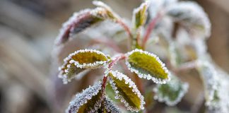 Frost on the leaves of a plant. (Stock photo)