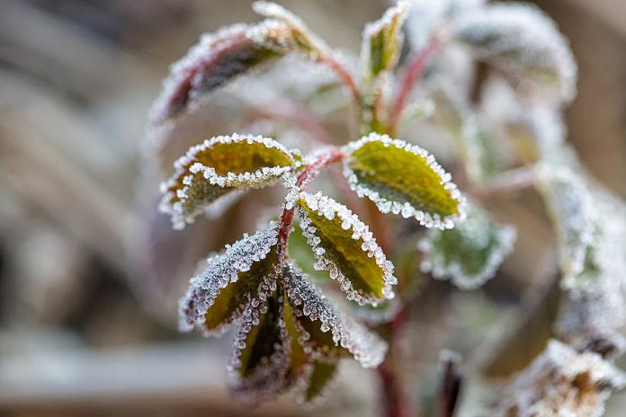 Frost on the leaves of a plant. (Stock photo)