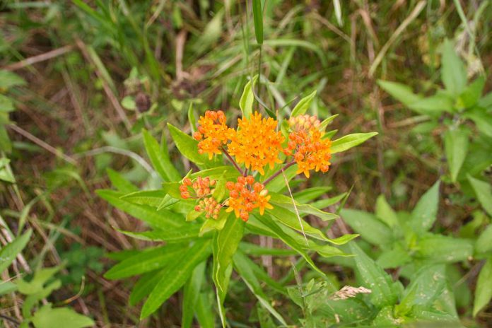  The September 25th planting at Warsaw's Back Dam Park will enhance the visual appeal of the park while improving the quality of the surface water that flows into the Indian River. It will also providing vital habitat to pollinators, with plants such as the butterfly milkweed.  (Photo: GreenUP)