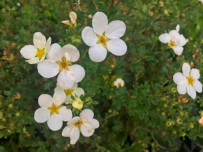 There are many native shrubs available to purchase at the Ecology Park Nursery, including potentilla, a drought-tolerant shrub that thrives in hot dry summers. (Photo: Leif Einarson)
