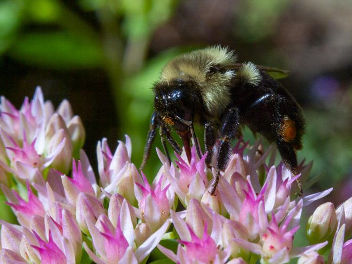 Planting native species from the Ecology Park Nursery is a great way to help out local pollinators like bumble bees, who in turn help our gardens flourish.  (Photo: Leif Einarson)