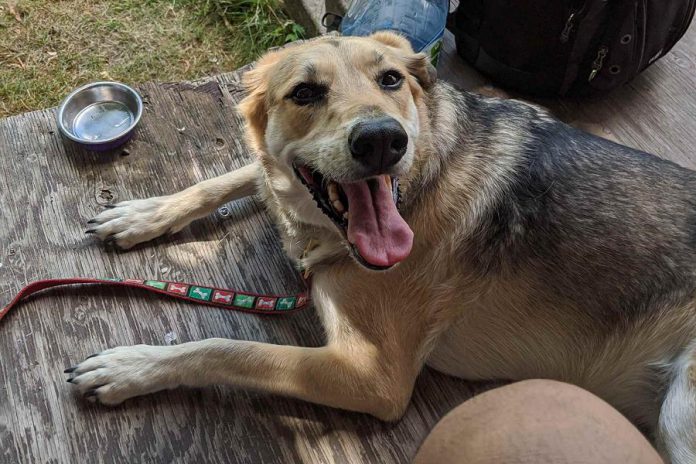 Lucy, a husky-hound mix, was stolen from a Park Street home in Peterborough on September 10, 2020. (Police-supplied photo)