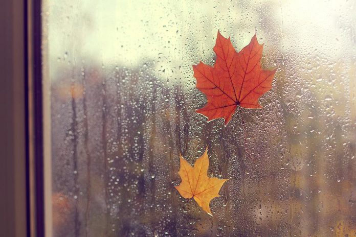 Two maple leaves stuck on a rain covered window during a fall storm. (Stock photo)