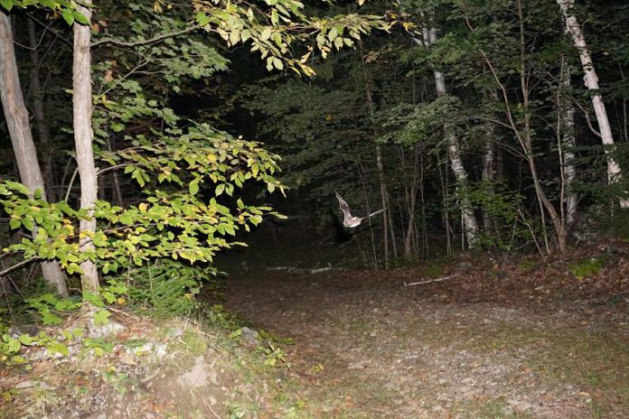 The only freely flying mammals on the planet, bats are nocturnal so they can avoid predators and avoid competing with birds that also eat insects. This may explain why people find them spooky and have long associated them with Halloween. Pictured is a little brown bat (Myotis lucifugus) flying through a local forest. The little brown bat is the most common species of bat in North America and has been most negatively impacted by white-nose syndrome, a fungal disease affecting hibernating bats. The fungus causes the bats to become more active than usual during hibernation and burn up the fat they need to survive the winter. (Photo: Laura Scott)