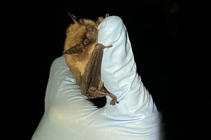 The eastern small-footed bat (Myotis leibii) is the smallest species of bat in Ontario. They are about the size of your thumb and weigh only 4 to 7 grams as adults – that's between a nickel and a loonie! These bats are unique in that they roost on the ground, under rocks in sunny locations. (Photo: Laura Scott)