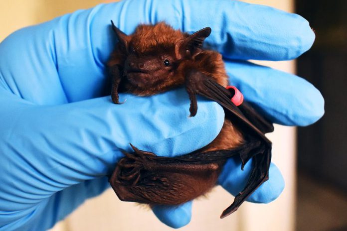 A female big brown bat (Eptesicus fuscus). The second-largest bat in Ontario, big brown bats weigh from 10 to 21 grams with a wingspan of 32 to 35 centimetres. Big brown bats eat a variety of insects, including agricultural pests like cucumber beetles. They can be found throughout North America, the Caribbean, and northern South America. (Photo: Ryan Holt)