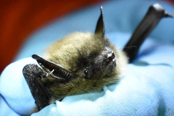 A male little brown bat (Myotis lucifugus). Little brown bats can travel hundreds of kilometres to mate at caves and mines in late summer and fall. Females give birth to a single pup the following June.  (Photo: Ryan Holt)