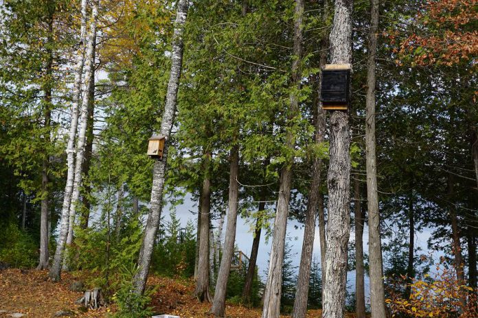 A well-placed bat house can welcome bats to forage around your home or cottage, helping to cut down on pest insects. Bat houses should ideally be placed in direct sunlight, at least 4 to 7 metres high, and 6 metres away from obstacles. Experimenting by installing two different bat houses (lighter vs. darker, in this photo) can help you figure out what the bats in your area prefer. (Photo: Laura Scott)