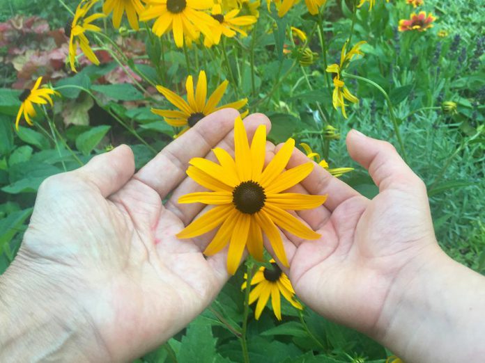 The new Blue-Green Therapy Garden at Five Counties Children's Centre will be a special place for kids, therapists, and clients of all ages to investigate, discover, refresh, and recharge. The project also has environmental benefits and will help increase local biodiversity by adding nearly 1,000 plants to the property, including native species such as these brown-eyed susans. Work on the garden by GreenUP staff and volunteers begins this fall and will continue into 2021. (Photo courtesy of GreenUP)