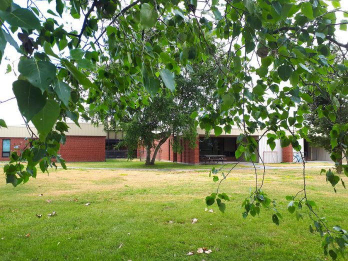 Cottonwood trees overhang on parts of the outdoor space atat Five Counties Children's Centre that will be transformed over the next year, with the help of Peterborough GreenUP, into an accessible Blue-Green Therapy Garden. (Photo by Hayley Goodchild)