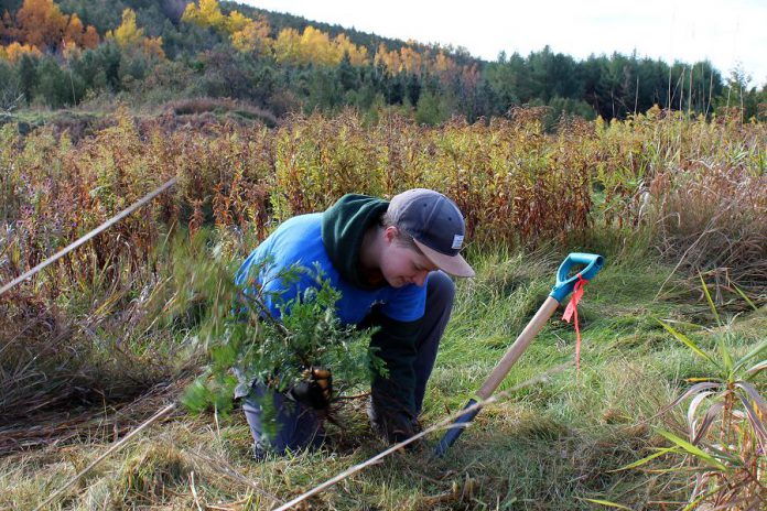 Otonabee Conservation's Kerry Norman plants a white cedar tree at the Harold Town Conservation Area, in the Township of Otonabee South Monaghan just outside of the City of Peterborough, on October 20, 2020. (Photo: Karen Halley / Otonabee Conservation)