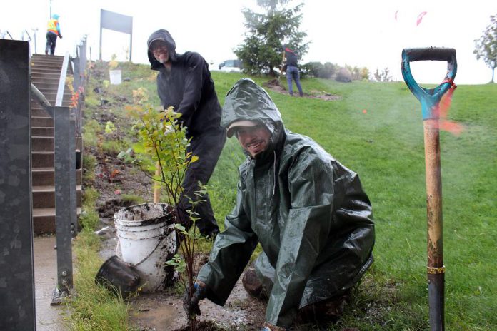 Paul Finigan (front) and Pat Kramer (back) from Otonabee Conservation plant native shrubs at Peterborough Regional Health Centre on October 21, 2020. The tree planting, which honours the hospital's front-line healthcare workers, is one of six tree plantings with five community partners that Otonabee Conservation is hosting over the fall. In all, Otonabee Conservation will be planting 5,690 trees. (Photo courtesy of Otonabee Conservation)