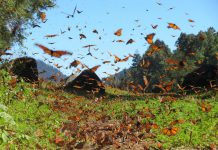 Peterborough ultra runners Carlotta James and Tim Haines are raising funds in support of Butterflies and Their People, a non-profit organization that preserves the Cerro Pelón Monarch Butterfly Sanctuary in Macheros, Mexico, the destination of last year's Monarch Ultra Relay, co-founded by James. The epic 4,300-kilometre run from Canada to Mexico followed the migratory path of the monarch butterly, raising awareness of the plight of the threatened pollinator. (Photo: Butterflies and Their People)