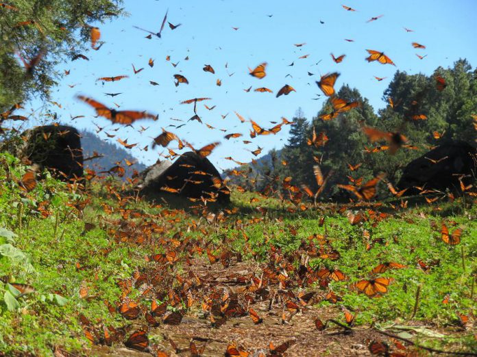 Peterborough ultra runners Carlotta James and Tim Haines are raising funds in support of Butterflies and Their People, a non-profit organization that preserves the Cerro Pelón Monarch Butterfly Sanctuary in Macheros, Mexico, the destination of last year's Monarch Ultra Relay, co-founded by James. The epic 4,300-kilometre run from Canada to Mexico followed the migratory path of the monarch butterly, raising awareness of the plight of the threatened pollinator. (Photo: Butterflies and Their People)