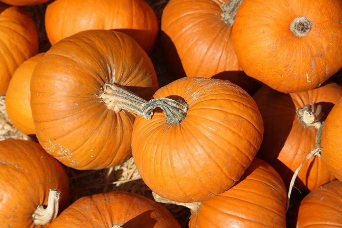 Pumpkins. (Stock photo)