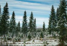 Barrett's Tree Farm is located at 3141 Williamson Road North in Cobourg. (Photo: Barrett's Tree Farm)