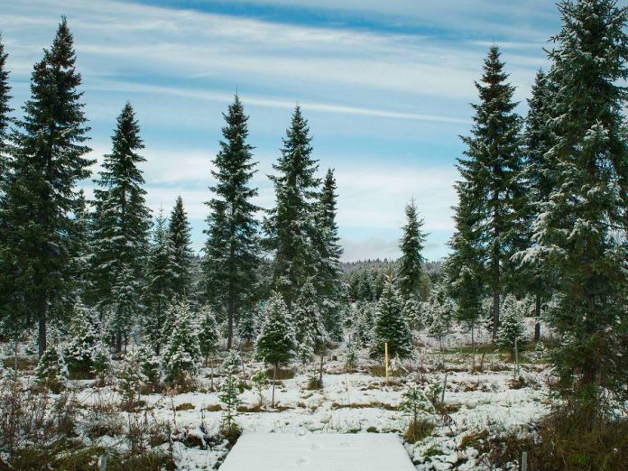 Barrett's Tree Farm is located at 3141 Williamson Road North in Cobourg. (Photo: Barrett's Tree Farm)