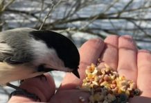 If you have a birdfeeder in your backyard, you can get chickadees to come to you by temporarily removing the feeder and instead holding seeds in your hand. This is a fun way to connect with your natural surroundings in late fall and throughout the winter. (Photo: Leif Einarson)