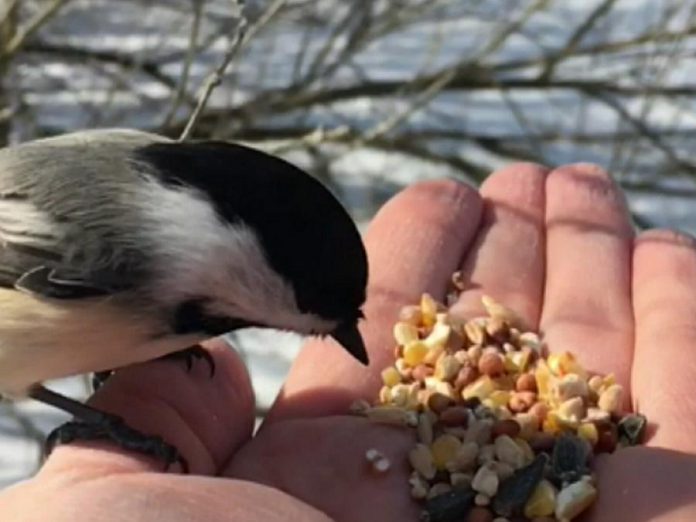 If you have a birdfeeder in your backyard, you can get chickadees to come to you by temporarily removing the feeder and instead holding seeds in your hand. This is a fun way to connect with your natural surroundings in late fall and throughout the winter. (Photo: Leif Einarson)