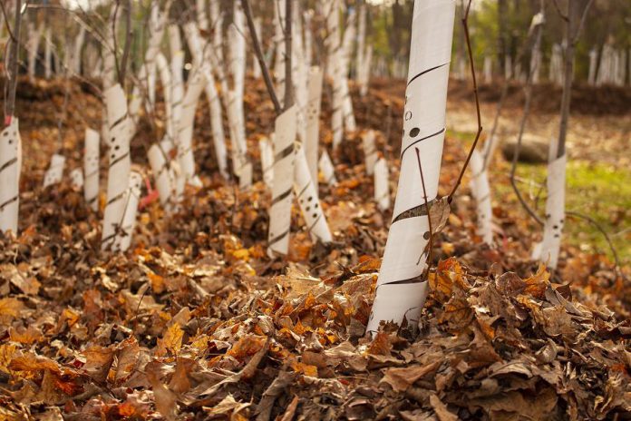 Late fall is a great time of year to enjoy getting cozy in your space and in nature. GreenUP's Vern and Beige have been busy "tucking in" all the trees at the Ecology Park Nursery with a cozy blanket of fall leaves. (Photo: Leif Einarson)