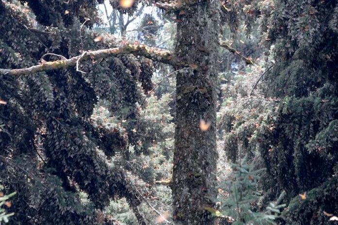 Each fall the monarch butterflies that underwent metamorphosis in Peterborough join others from across eastern North America in the rare oyamel fir forests in the mountains of Mexico. This photo by Rodney Fuentes of the Monarch Ultra shows the butterflies bunched together as densely as 15,000 per branch in the Cerro Pelon Sanctuary. (Photo: Rodney Fuentes / Monarch Ultra)
