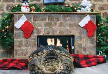 The 2021 Turtle Guardians calendar includes fun-filled turtle photos and educational quotes, with all proceeds from the sale of the calendar supporting the protection and care of Ontario's turtles. (Photo: Turtle Guardians / The Land Betweeen)